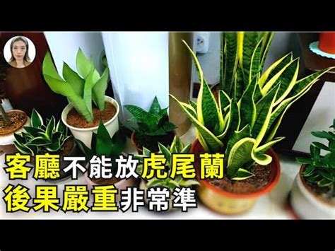 虎尾蘭放財位|【虎尾蘭風水】虎尾蘭風水指南：招財旺運、避厄除煞